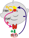 oś podwzgórze-przysadka